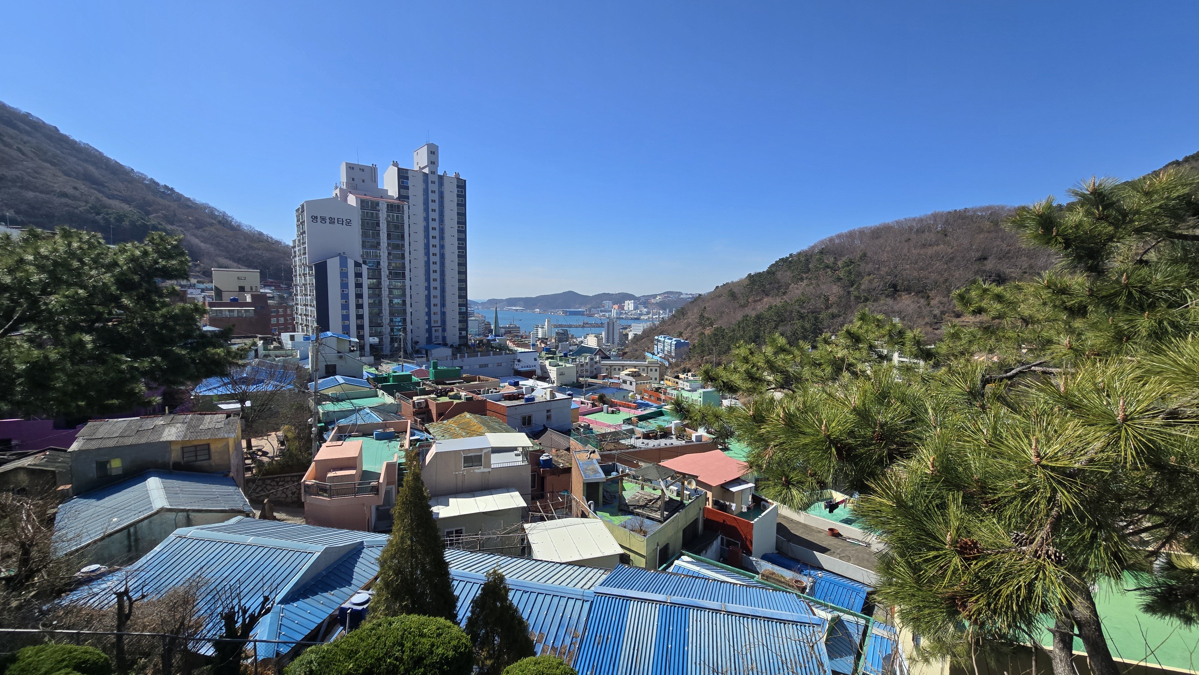 능소시향 사진입니다.